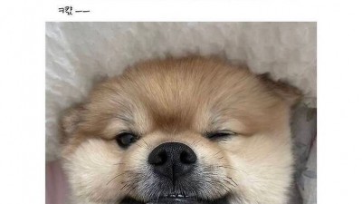 어느집 강아지의 엄살