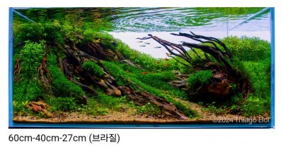 2024 세계어항꾸미기대회 수상작들