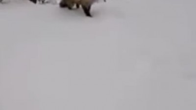 여우 먹이주기