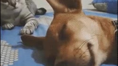 맘 편히 잠 잘자는.gif